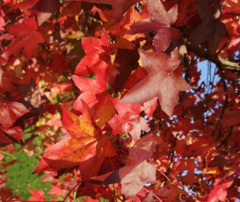 American Arboretum - Smiths Hall