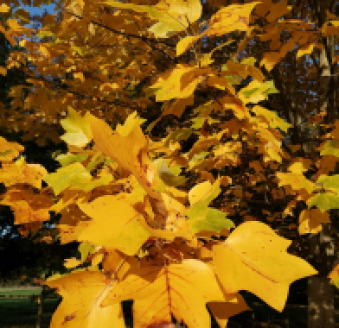 American Arboretum - Smiths Hall