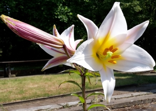 Lilies at Smiths Hall
