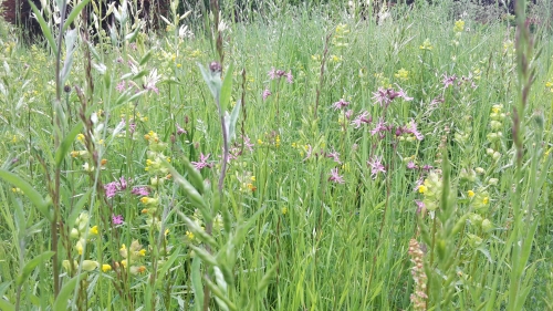 Perennial Meadow 