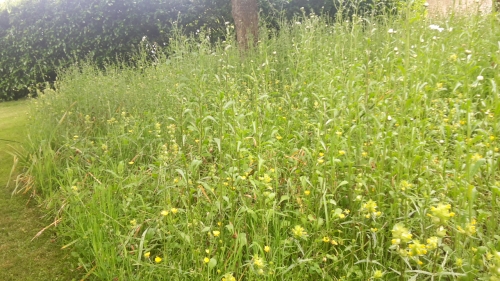 Perennial Meadow -  May