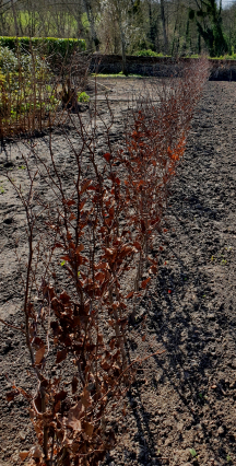 Copper Beech