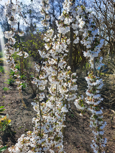 Prunus 'Snow Showers'