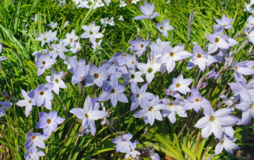 Ipheion uniflorum