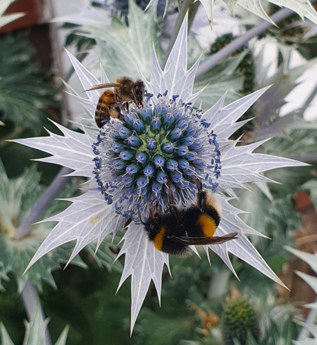 Bees (Taken by Jon Fenlon) 