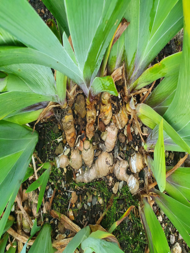 Congested Bearded Irises