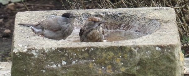 Blackcaps bathing