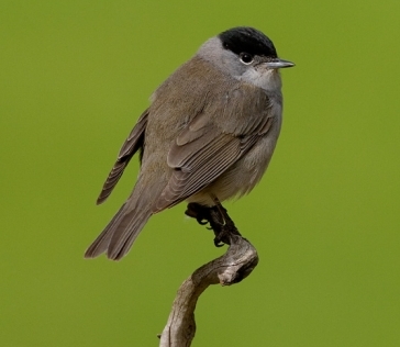 Blackcap