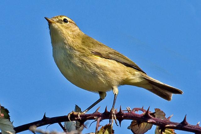 chiffchaff