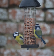Blue tits on feeder Blue tits on feeder