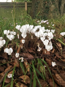 Hardy cyclamen