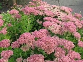 Sedum 'Autumn Joy'