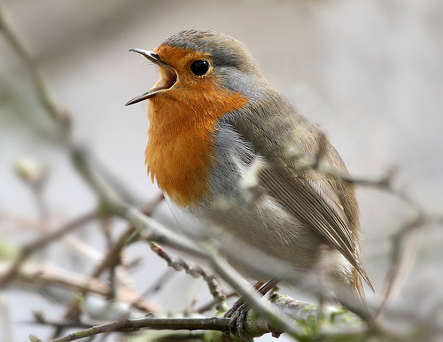 Robin singing