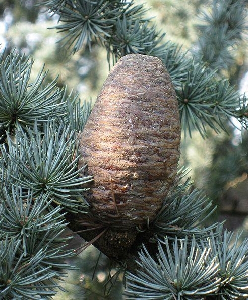 Atlantic Cedar Cone (Cedrus Atlantica)