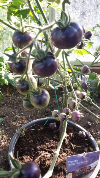 Purple Tomato