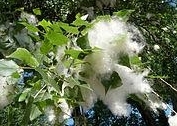 Black poplar tufts