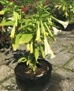 Datura Datura
