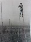 A hop picker (Jack Martin) on stilts, for tying up the hops.