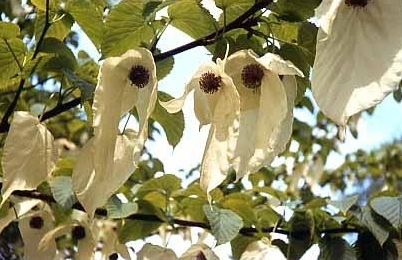 The intriguing flowers of the Hankerchief Tree