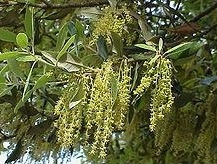 Holm Oak Catkins