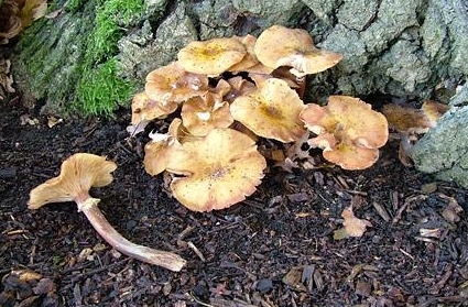 Honey Fungus