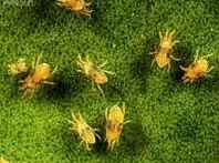 Beech Leaf Mites