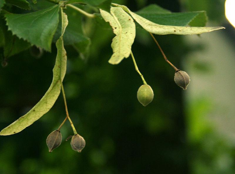 Lime tree leaves (Tilia)