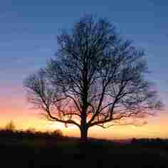 One of the many great trees we have in West Farleigh