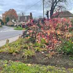 Autumn colours